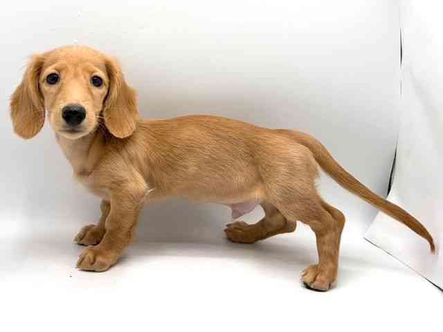 奈良県のミニチュアダックスフンド(ロング) (ひごペットフレンドリー田原本店/2025年8月10日生まれ/男の子/イエロー)の子犬の2枚目の画像