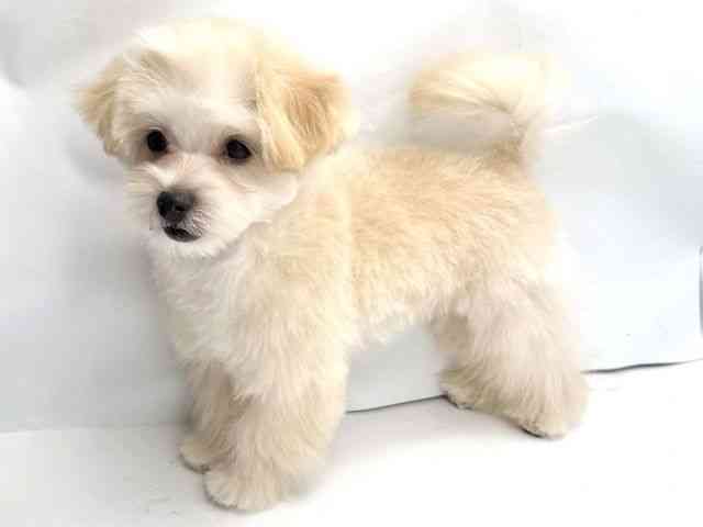 大阪府のマルプー(マルチーズ×プードル) (ひごペットフレンドリーみのおキューズモール店/2025年8月9日生まれ/男の子/クリーム)の子犬の2枚目の画像