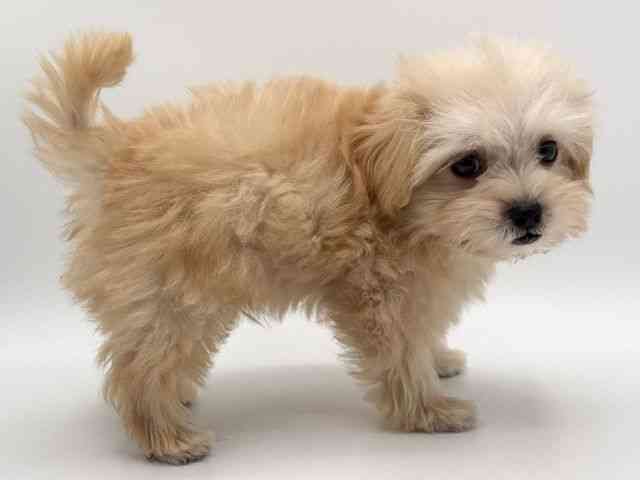 大阪府のハーフ犬・ミックス犬 (ひごペットフレンドリーみのおキューズモール店/2025年8月9日生まれ/男の子/クリーム)の子犬の2枚目の画像