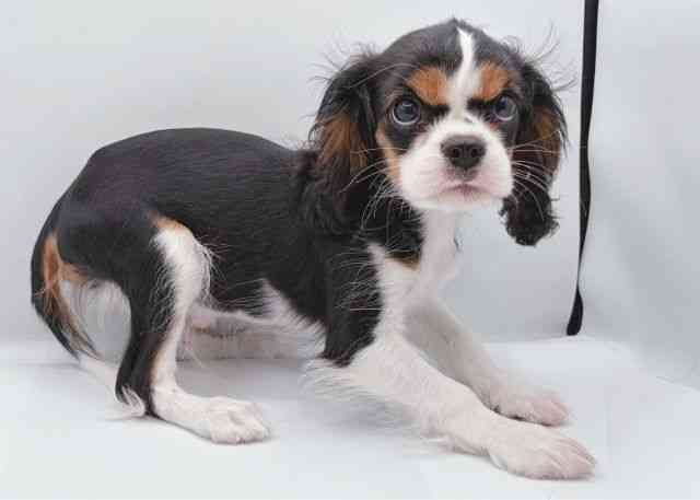 島根県のキャバリアキングチャールズスパニエル (ひごペットフレンドリーイオン松江ショッピングセンター店/2025年8月10日生まれ/男の子/トライカラー)の子犬の2枚目の画像