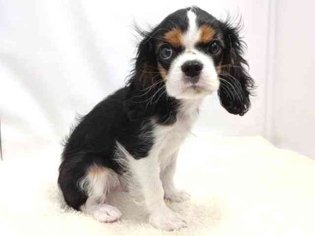 広島県のキャバリアキングチャールズスパニエル (ひごペットフレンドリーゆめタウン廿日市店/2025年8月10日生まれ/男の子/トライカラー)の子犬の2枚目の画像