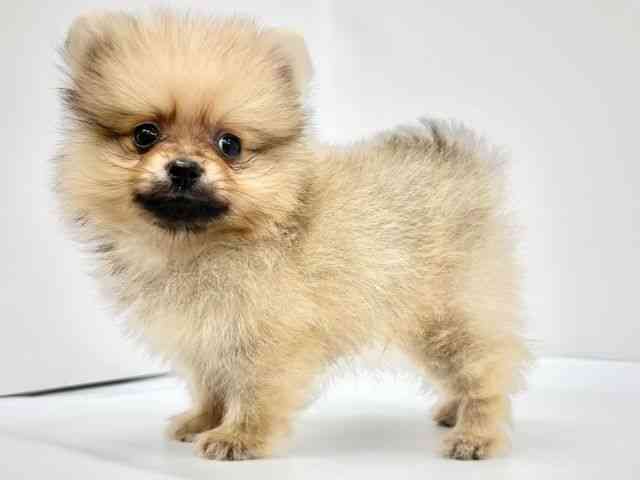 大阪府のポメラニアン (ひごペットフレンドリーイオンタウン茨木太田店/2025年8月10日生まれ/男の子/クリームセーブル)の子犬の2枚目の画像