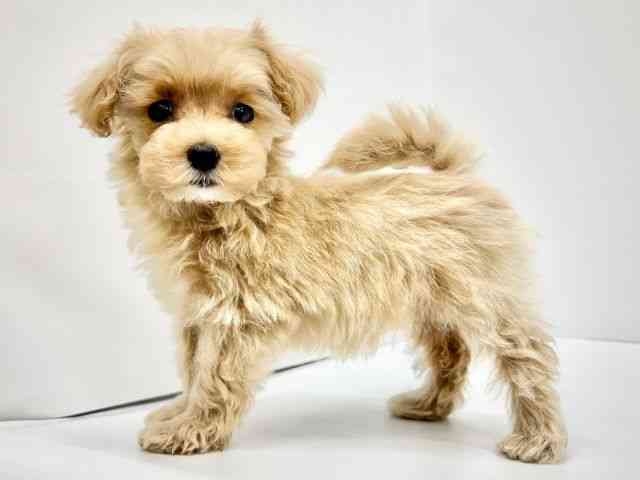 大阪府のハーフ犬・ミックス犬 (ひごペットフレンドリーイオンタウン茨木太田店/2025年8月7日生まれ/女の子/クリーム)の子犬の2枚目の画像