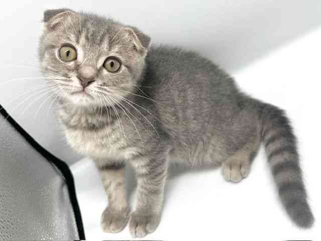 大阪府のスコティッシュフォールド (ひごペットフレンドリーイオンタウン豊中庄内店/2025年8月9日生まれ/男の子/ブルーマッカレルタビー)の子猫の2枚目の画像