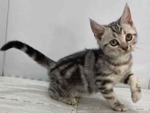 島根県のアメリカンショートヘアー (ひごペットフレンドリーイオンモール出雲店/2025年8月5日生まれ/女の子/シルバータビー)の子猫の2枚目の画像