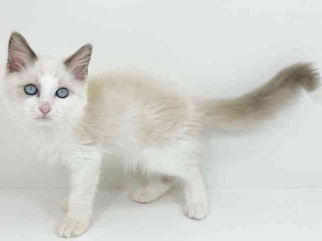 京都府のラグドール (ひごペットフレンドリーイズミヤショッピングセンター八幡店/2025年8月1日生まれ/男の子/ブルーポイントバイカラー)の子猫の2枚目の画像