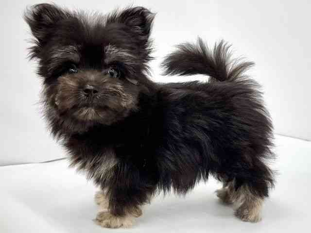 大阪府のハーフ犬・ミックス犬 (ひごペットフレンドリーイオンタウン茨木太田店/2025年8月8日生まれ/男の子/ブラッククリーム)の子犬の2枚目の画像