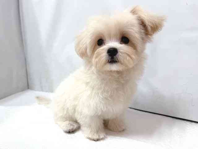 大阪府のペキプー(ペキニーズ×プードル) (ひごペットフレンドリー堺プラットプラット店/2025年8月9日生まれ/男の子/クリーム)の子犬の2枚目の画像
