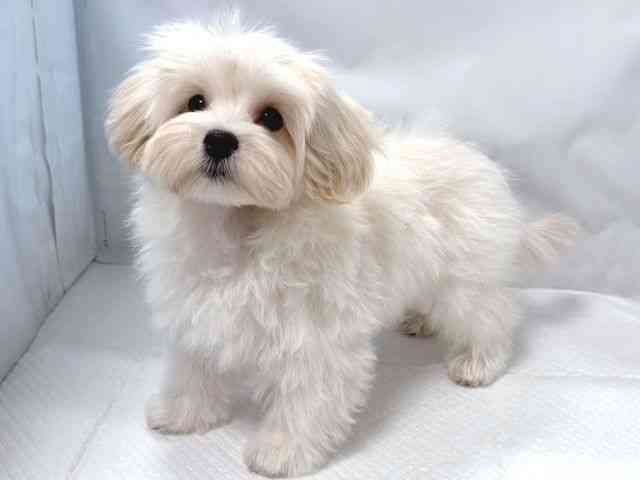 大阪府のペキプー(ペキニーズ×プードル) (ひごペットフレンドリー堺プラットプラット店/2025年8月9日生まれ/男の子/クリーム)の子犬の2枚目の画像