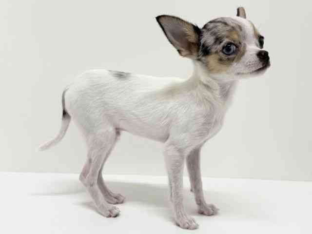 大阪府のチワワ(スムース) (ひごペットフレンドリーくずはモール店/2025年8月12日生まれ/男の子/ブルーマールホワイト)の子犬の2枚目の画像