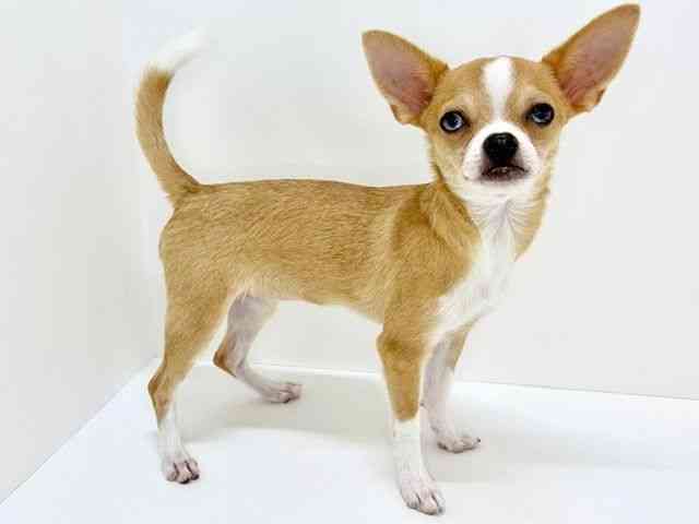 大阪府のチワワ(スムース) (ひごペットフレンドリーいこらもーる泉佐野店/2025年8月12日生まれ/女の子/レッド)の子犬の2枚目の画像