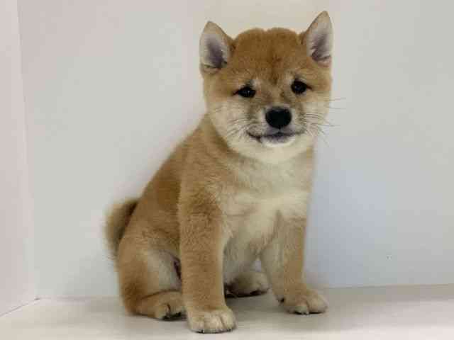 兵庫県の柴犬(標準サイズ) (ひごペットフレンドリーイトーヨーカドー明石店/2025年8月5日生まれ/男の子/赤)の子犬の2枚目の画像