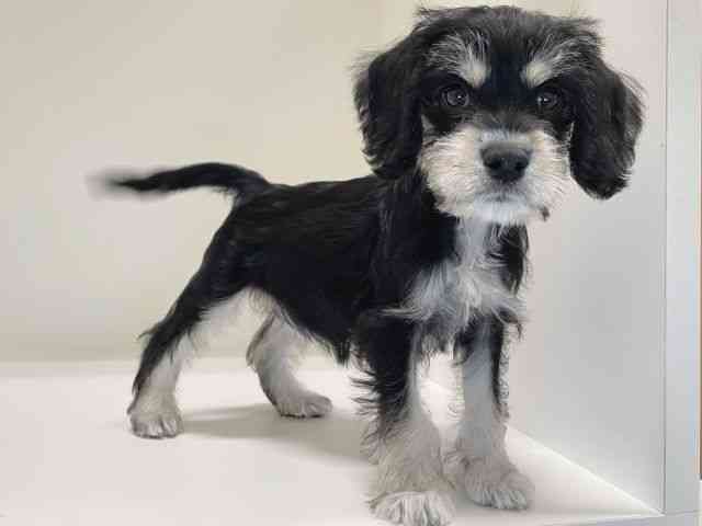 兵庫県のハーフ犬・ミックス犬 (ひごペットフレンドリーイトーヨーカドー明石店/2025年8月11日生まれ/女の子/ブラックタン)の子犬の2枚目の画像