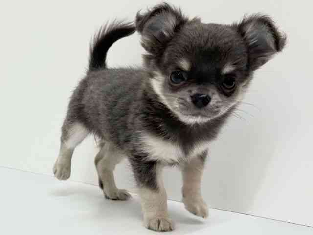 兵庫県のチワワ(ロング) (ひごペットフレンドリーブルメールHAT神戸店/2025年8月10日生まれ/女の子/ブルータンホワイト)の子犬の2枚目の画像