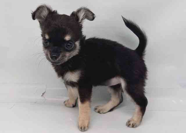 鳥取県のチワワ(ロング) (ひごペットフレンドリーイオンモール鳥取北店/2025年8月10日生まれ/女の子/ブラックタンホワイト)の子犬の2枚目の画像