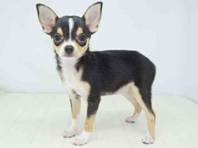 福岡県のチワワ(スムース) (ひごペットフレンドリーゆめタウン筑紫野店/2025年8月10日生まれ/女の子/ブラックタンホワイト)の子犬の2枚目の画像