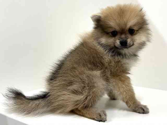 奈良県のポメラニアン (ひごペットフレンドリーイオンモール橿原ウエスト・ビレッジ店/2025年8月11日生まれ/男の子/クリームセーブル)の子犬の2枚目の画像