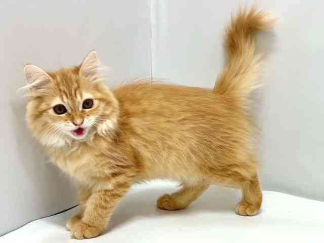 奈良県のラガマフィン (ひごペットフレンドリー奈良パワーシティ店/2025年8月5日生まれ/女の子/レッドタビー)の子猫の2枚目の画像