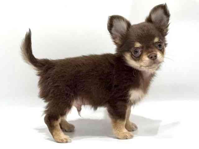 愛知県のチワワ(ロング) (ひごペットフレンドリーヴィアモール アピタ江南西店/2025年8月6日生まれ/男の子/チョコレートタン)の子犬の2枚目の画像