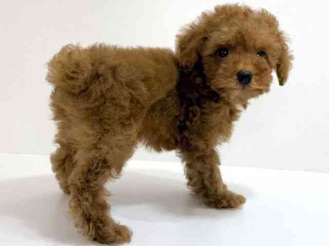 大阪府のトイプードル(トイ) (ひごペットフレンドリーイオンそよら海老江店/2025年8月10日生まれ/男の子/レッド)の子犬の2枚目の画像