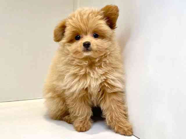 大阪府のマルプー(マルチーズ×プードル) (ひごペットフレンドリーセブンパーク天美店/2025年8月12日生まれ/女の子/クリーム)の子犬の2枚目の画像