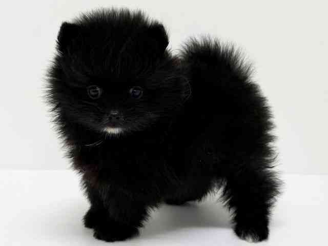 大阪府のポメラニアン (ひごペットフレンドリーくずはモール店/2025年8月12日生まれ/男の子/ブラックホワイト)の子犬の2枚目の画像