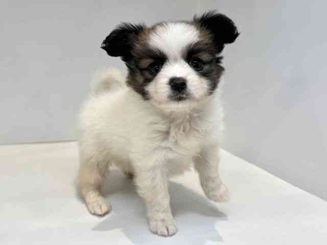 大阪府のパピヨン (ひごペットフレンドリーセブンパーク天美店/2025年8月12日生まれ/女の子/ホワイトブラウン)の子犬の2枚目の画像