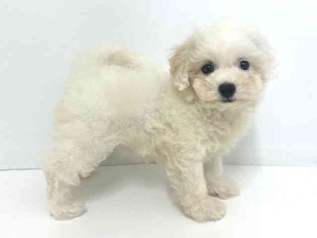 大阪府のビションフリーゼ (ひごペットフレンドリーベルファⅡ都島店/2025年8月2日生まれ/女の子/ホワイト)の子犬の2枚目の画像