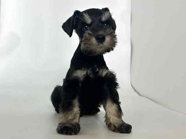 大阪府のミニチュアシュナウザー (ひごペットフレンドリーアクロスプラザ住之江店/2025年8月11日生まれ/男の子/ブラックシルバー)の子犬の2枚目の画像