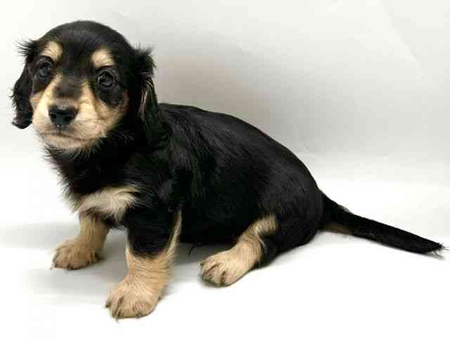 京都府のミニチュアダックスフンド(ロング) (ひごペットフレンドリー京都店/2025年8月11日生まれ/男の子/ブラックイエロー)の子犬の2枚目の画像