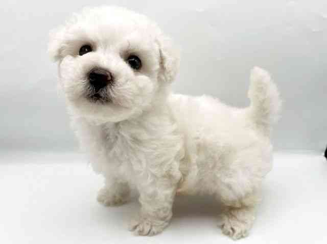 奈良県のビションフリーゼ (ひごペットフレンドリートナリエ大和高田店/2025年8月12日生まれ/男の子/ホワイト)の子犬の2枚目の画像