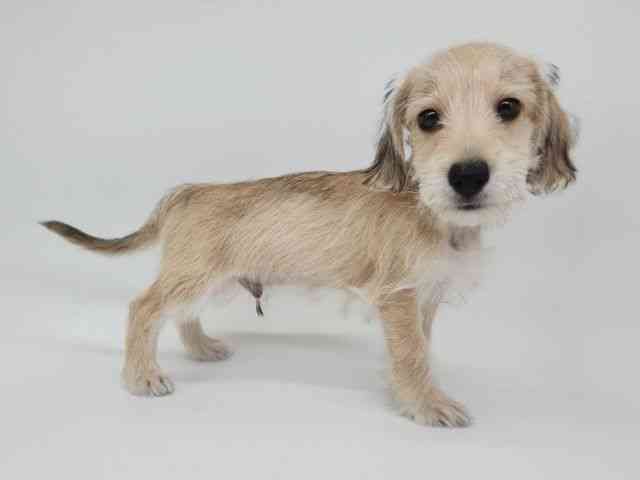 大阪府のシュナックス(シュナウザー×ダックス) (ひごペットフレンドリー泉ヶ丘店/2025年8月12日生まれ/男の子/レッド)の子犬の2枚目の画像