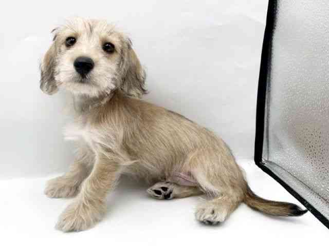 奈良県のシュナックス(シュナウザー×ダックス) (ひごペットフレンドリートナリエ大和高田店/2025年8月12日生まれ/男の子/レッド)の子犬の2枚目の画像