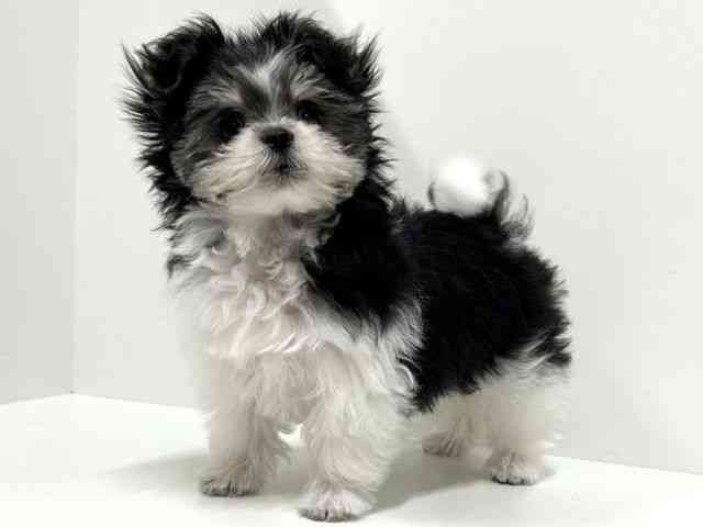 奈良県のポメマル/マルポメ(ポメラニアン×マルチーズ) (ひごペットフレンドリーイオンモール橿原ウエスト・ビレッジ店/2025年8月12日生まれ/男の子/ブラックタンホワイト)の子犬の2枚目の画像