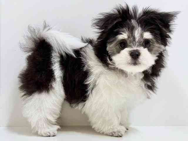 奈良県のポメマル/マルポメ(ポメラニアン×マルチーズ) (ひごペットフレンドリーイオンモール橿原ウエスト・ビレッジ店/2025年8月12日生まれ/男の子/ブラックタンホワイト)の子犬の2枚目の画像