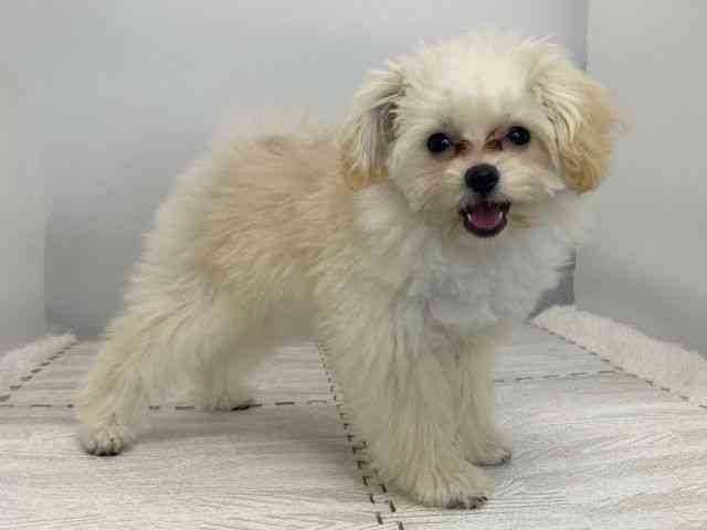 島根県のポメプー(ポメラニアン×プードル) (ひごペットフレンドリーイオンモール出雲店/2025年8月12日生まれ/女の子/クリーム)の子犬の2枚目の画像