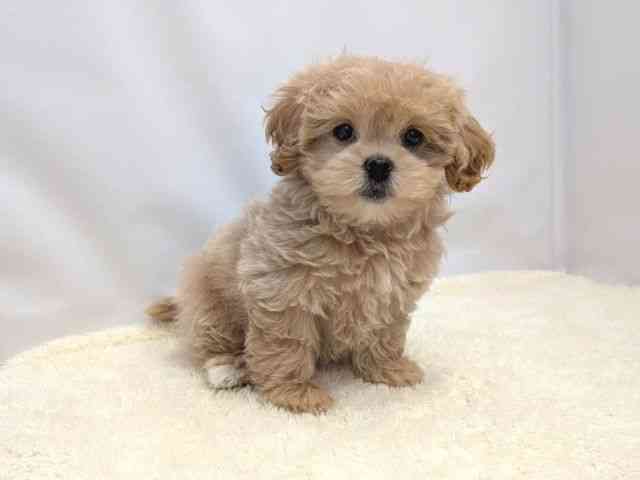 広島県のペキプー(ペキニーズ×プードル) (ひごペットフレンドリーゆめタウン廿日市店/2025年8月11日生まれ/女の子/アプリコット)の子犬の2枚目の画像