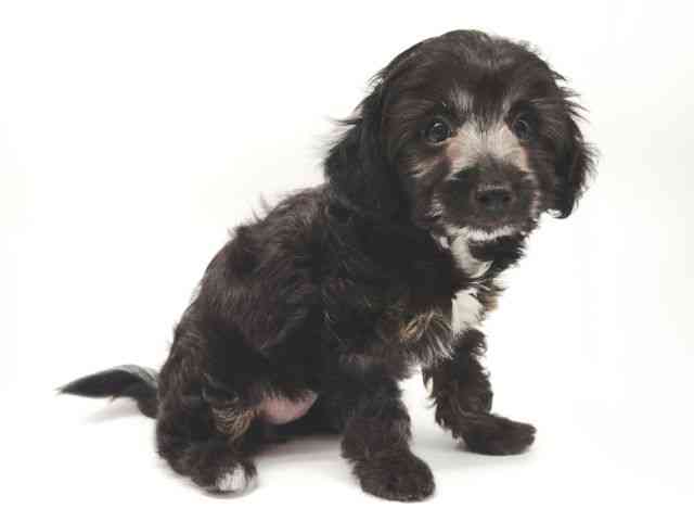 大阪府のマルプー(マルチーズ×プードル) (ひごペットフレンドリー泉ヶ丘店/2025年8月10日生まれ/女の子/ブラック)の子犬の2枚目の画像