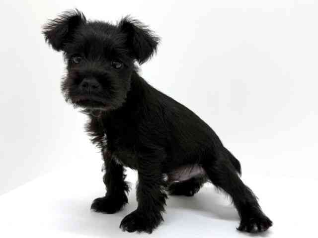 大阪府のミニチュアシュナウザー (ひごペットフレンドリーくずはモール店/2025年8月9日生まれ/男の子/ブラック)の子犬の2枚目の画像