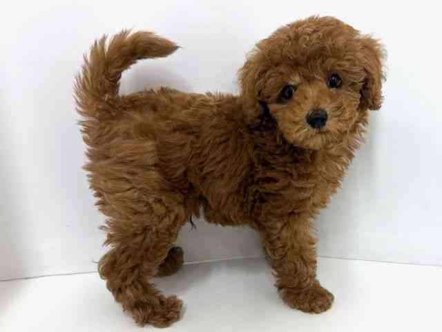 大阪府のトイプードル(トイ) (ひごペットフレンドリーベルファⅡ都島店/2025年8月8日生まれ/男の子/レッド)の子犬の2枚目の画像