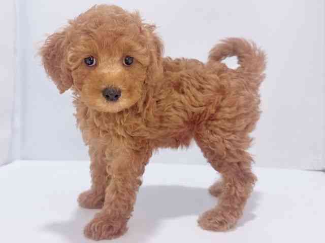 大阪府のトイプードル(トイ) (ひごペットフレンドリーイズミヤショッピングセンター千里丘店/2025年8月8日生まれ/女の子/レッド)の子犬の2枚目の画像