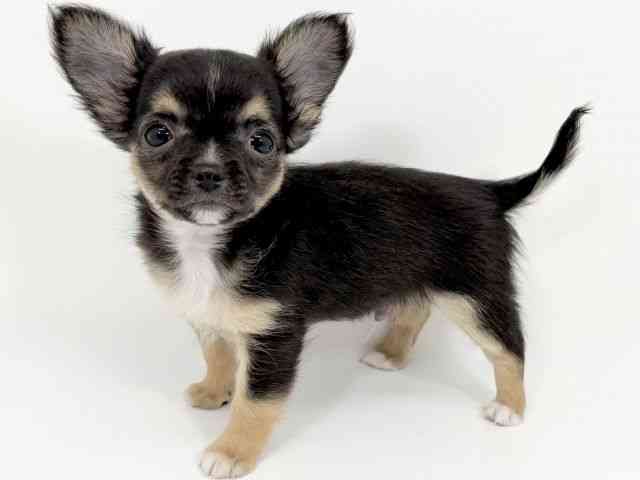 京都府のチワワ(ロング) (ひごペットフレンドリーイズミヤショッピングセンター八幡店/2025年8月12日生まれ/男の子/ブラックタンホワイト)の子犬の2枚目の画像