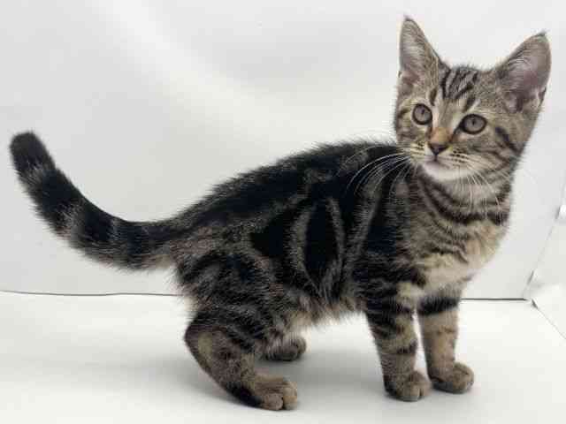 兵庫県のアメリカンショートヘアー (ひごペットフレンドリークラウンパーク伊丹店/2025年8月9日生まれ/男の子/ブラウンタビー)の子猫の2枚目の画像