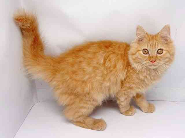 京都府のミヌエット (ひごペットフレンドリー洛北阪急スクエア店/2025年7月19日生まれ/男の子/レッドタビー)の子猫の2枚目の画像