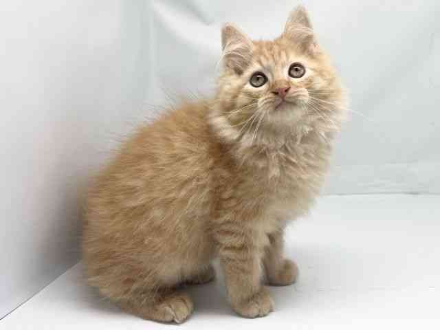 京都府のミヌエット (ひごペットフレンドリー洛北阪急スクエア店/2025年7月19日生まれ/男の子/レッドタビー)の子猫の2枚目の画像