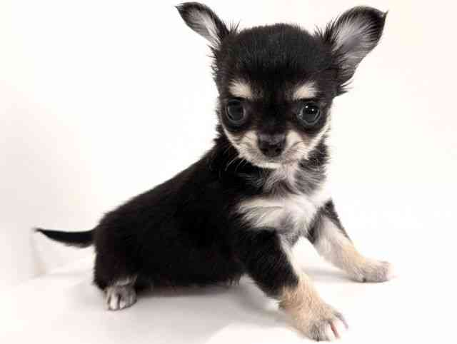 福岡県のチワワ(ロング) (ひごペットフレンドリーリバーウォーク北九州店/2025年8月13日生まれ/男の子/ブラッククリーム)の子犬の2枚目の画像