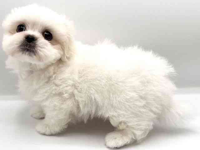 京都府のペキマル/マルペキ(ペキニーズ×マルチーズ) (ひごペットフレンドリーイオンモール高の原店/2025年8月12日生まれ/男の子/ホワイト)の子犬の2枚目の画像