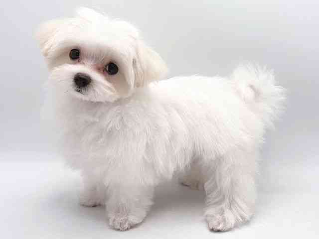 奈良県のマルチーズ (ひごペットフレンドリー田原本店/2025年8月13日生まれ/男の子/ホワイト)の子犬の2枚目の画像