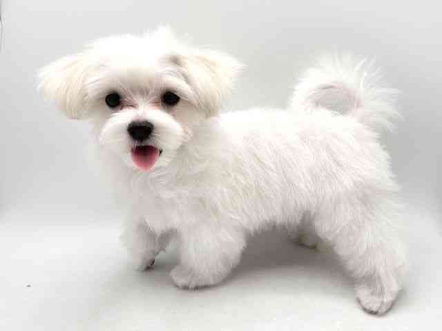 奈良県のマルチーズ (ひごペットフレンドリー田原本店/2025年8月13日生まれ/男の子/ホワイト)の子犬の2枚目の画像