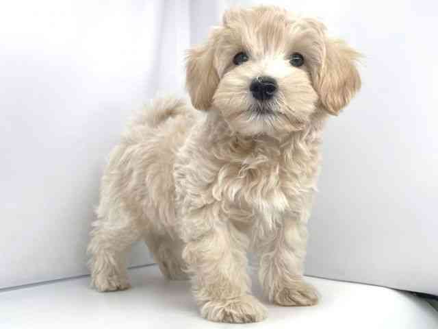 兵庫県のハーフ犬・ミックス犬 (ひごペットフレンドリーイオンタウン加古川店/2025年8月13日生まれ/男の子/クリーム)の子犬の2枚目の画像